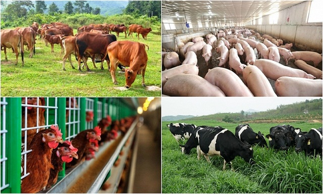 Các loại thú nuôi nông nghiệp phổ biến tại nước ta